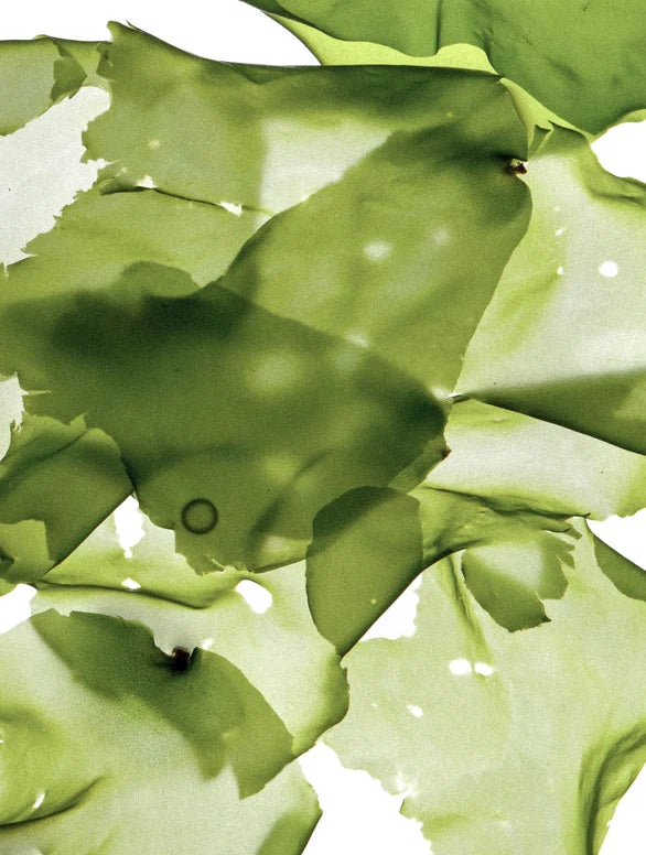 Photo d’algues aquatiques utilisée pour illustrer un actif du masque Pore Detox de Luminesse Paris. Le visuel met en avant l’univers marin associé à la formule du masque purifiant visage. Image d’ingrédient destinée à compléter la présentation du soin Pore Detox et de ses actifs.
