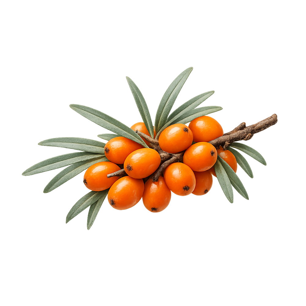 Argousier