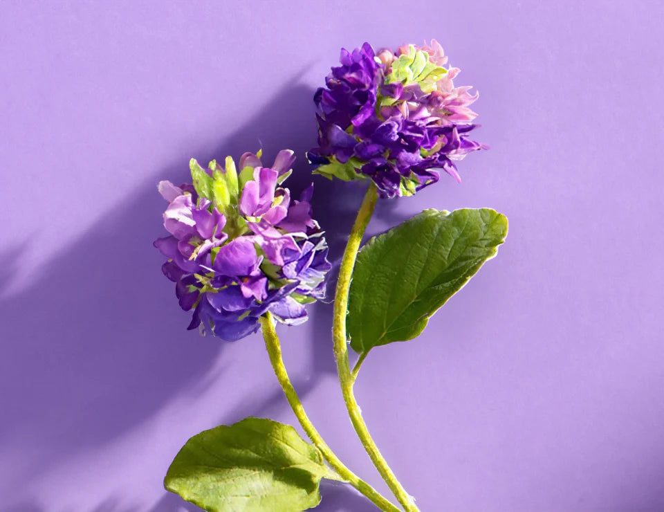 Coffret de collection Boost Serum