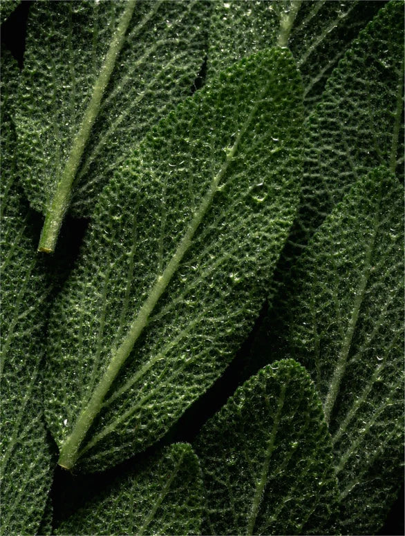 Visuel de présentation associé à Dew Mist de Luminesse Paris et à sa brume prébiotique hydratante.