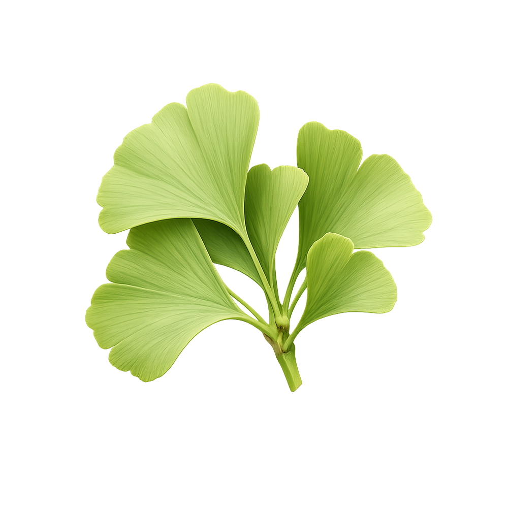 Ginkgo biloba
